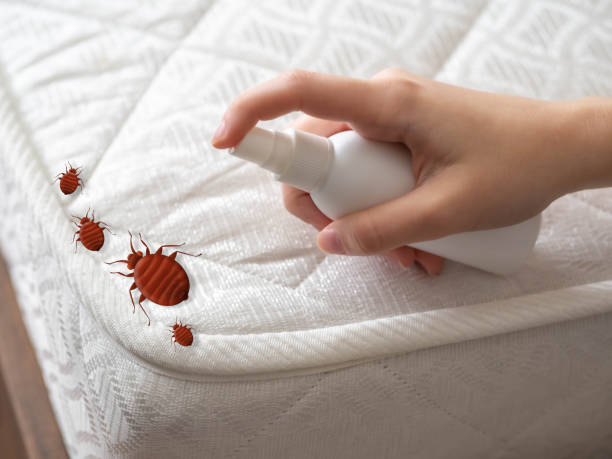 Best Flea Control Services  in Rapid City, SD