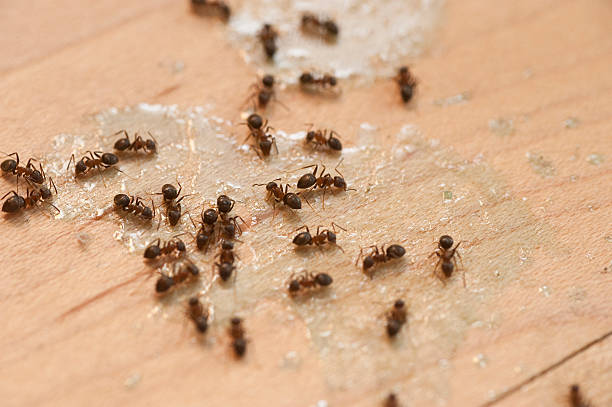 Best Local Pest Control Services  in Rapid City, SD